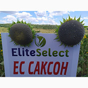 Сім'я ЕС САКСОН Еліта Селект Преміум. Соняшник САКСОН під гранстар. Преміум, Дніпропетровська обл. Україна