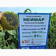 "Неймар Плюс" під гранстар. Підсоняшник "Неймар Плюс" 50 ц/га, гібрид А-Г, Дніпропетровська область. Україна