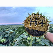 "Неймар Плюс" під гранстар. Підсоняшник "Неймар Плюс" 50 ц/га, гібрид А-Г, Дніпропетровська область. Україна