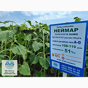 Семена соняшнику Неймар A-G. Гібрид соняшнику Неймар 43 ц/га, Дніпропетровська область. Україна
