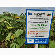 Кондитерське насіння ГЕРАКЛ. Соняшник сорт ГЕРАКЛ 36 ц/га, A-F+, 99 днів, Дніпропетровська область. Україна