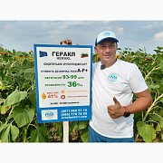 Кондитерське насіння ГЕРАКЛ. Соняшник сорт ГЕРАКЛ 36 ц/га, A-F+, 99 днів, Дніпропетровська область. Україна