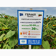 Кондитерське насіння ГЕРАКЛ. Соняшник сорт ГЕРАКЛ 36 ц/га, A-F+, 99 днів, Дніпропетровська область. Україна