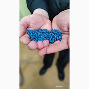 Сім'яна соняшнику ЄС Бамбіна G, Дніпропетровська область. Україна