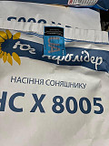 Гібрид соняшнику НС Х 8005, Київська область. Україна