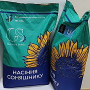 Сім'я Подсоняшника Гібрид КОЗАК від Гранстар, Київ. Україна