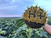 Насіння соняшнику Неймар Плюс під Гранстар. НОВИНКА, Київ. Україна