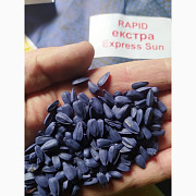 Продам насіння соняшника Рапід (екстра фракція), стійкий до захворювань, високоолійний, Одеська обла Україна