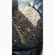 Продам соняшник, Чернігівська область. Україна
