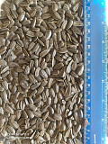 Продам соняшник СПК 3, 8, Харківська область. Україна