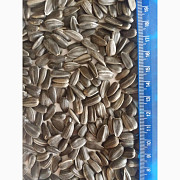 Продам соняшник СПК 3, 8, Харківська область. Україна