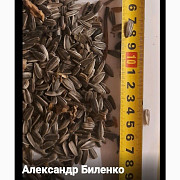 Насіння соняшнику (сіре смугасте, гібрид Badger), Київська область. Україна