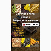 Куплю Соняшник, Кіровоградська область. Украина