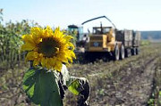 Купуємо насіння олійних культур, Закарпатська область. Украина