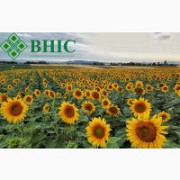 Шенон насіння соняшнику ВНІС, Київ. Україна