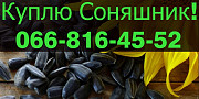 Закуповую СОНЯШНИК у будь-яких обсягах, Полтавська область. Украина
