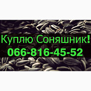 Куплю СОНЯШНИК! Дорого! Розрахунок на вагах, Полтавська область. Украина