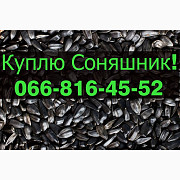 Закуповую СОНЯШНИК від фермерських господарств та населення! Дорого, Полтавська область. Украина