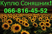 Закуповую соняшник в обсязі, за найвищими цінами, Полтавська область. Украина