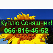 На постійній основі закуповую соняшник за привабливими цінами, Полтавська область. Украина