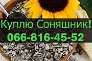 На постійній основі підприємство закуповує СОНЯШНИК! Оплата за вагою, Полтавська область. Украина