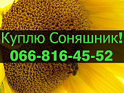 Закуповую СОНЯШНИК великим оптом! Оплата на вагах, Полтавська область. Украина