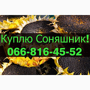 Закуповуємо СОНЯШНИК за високими цінами! Оплата на вагах! Дорого, Полтавська область. Украина