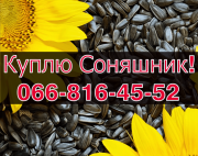 Куплю СОНЯШНИК за високою ціною! Доступні сушка/зберігання зерна, Полтавська область. Украина