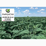 Насіння соняшника НС Х 6749, A-G+ (102-105 днів), технологія Sumo, ХімАгроСтеп, Дніпропетровська обл Україна