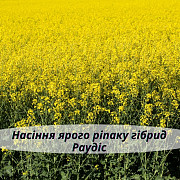 Насіння ЯРОГО ріпака - Раудіс (раундапостійкий), Вінницька область. Україна