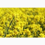 Ярий ріпак Аксель, Київ. 
→ Ярий рапс Аксель, Київ. Україна