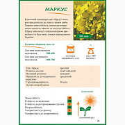 Насіння ріпаку озимого Маркус, Київ. Україна