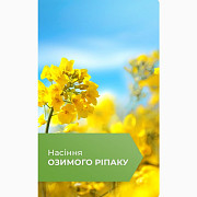 Насіння озимого ріпаку, Київ. -> Насіння озимого ріпаку, Київ. Україна
