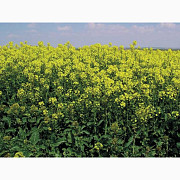 Насіння ріпаку озимого ДК Екстракт "Декальб (Dekalb)", Київ. Украина