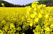 Насіння озимого ріпаку ДК Ексепшн - Monsanto/Dekalb, Київ. Україна