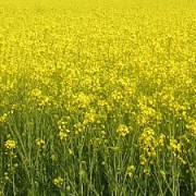Насіння озимого ріпаку PT271 (ПТ271) BREVANT, Київ. → Насіння озимого ріпаку PT271 (ПТ271) BREVANT,  Україна