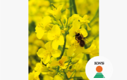 Насіння озимого ріпаку Хілліко, KWS, Київ. Україна