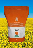 Насіння озимого ріпаку Гібридок, KWS, Київ. Україна