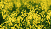Насіння озимого ріпаку СІ Мартен «Сінгента» (Syngenta), Київ. Україна