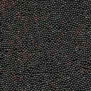 Пропонуємо ріпак на продаж, Волинська область. Україна