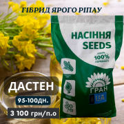 Новинка! Гібрид Ярого ріпака - ДАСТЕН (до 100 днів), Київська область. Україна