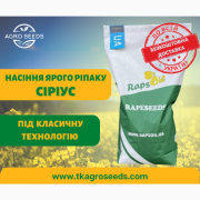 Насіння ярого ріпаку гібрид Сіріус (БЕЗ ГМО!) / Ярий ріпак Сіріус, Київ. Україна
