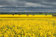 Куплю ГМО рапс. Самовивіз, Дніпропетровська область. Україна