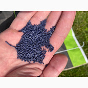 Озимий ріпак AGSEED Аргентина (продам), Харківська область. Україна