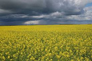 Куплю рапс масличний, Черкаська область. Україна