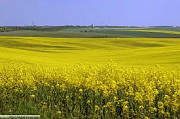 Куплю рапс масличний, Черкаська область. Україна
