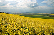 Куплю рапс масличний, Черкаська область. Україна