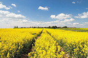 Куплю рапс нового урожаю, Київська область. Україна