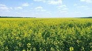 Відкрито прийом рапсу 2023 року, Хмельницька область. Україна