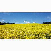 Куплю Ріпак без ГМО, Рівненська область. Україна